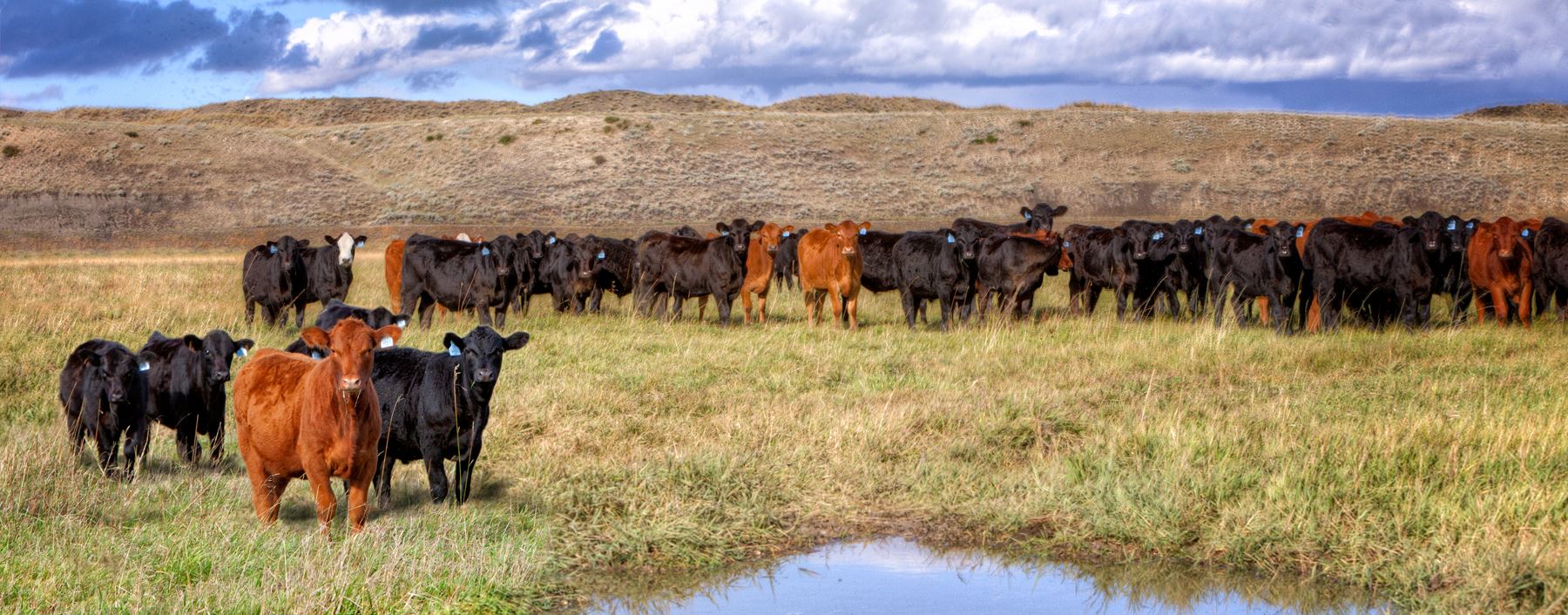 cows standing in a field